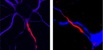 Neurons from the sea lamprey (right) and mammalian brain (left), shown in blue. Strong red labeling shows the location of clustered sodium ion channels that initiate electrical impulses at the beginning point of nerves in both lampreys and mammals.